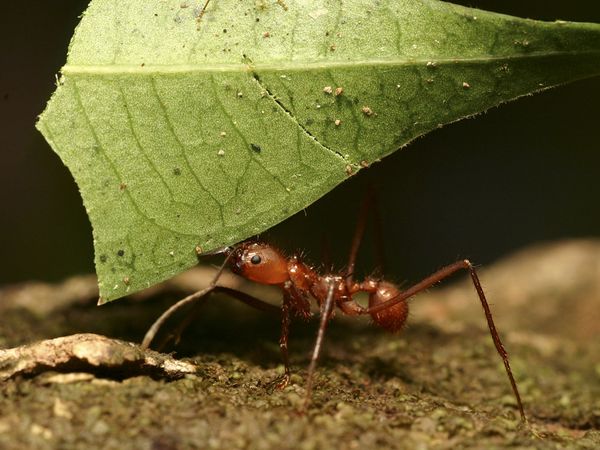 leaf cutter ant